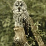 The Colour Print Winner was ‘Great Grey Owl' by Brian Johnson