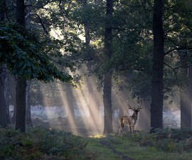 Deer at dawn