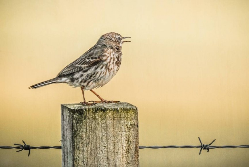 Featured image - "Medow Pipit on Fence Post" by Christine Lowe