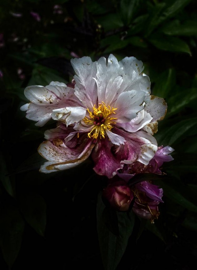 Simon Rahilly, The Last of the Peonies