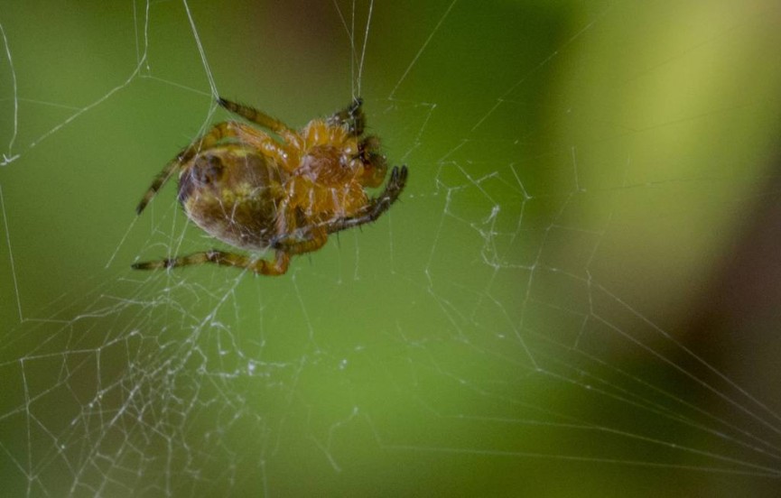 Alan Cargill Spider on its Web