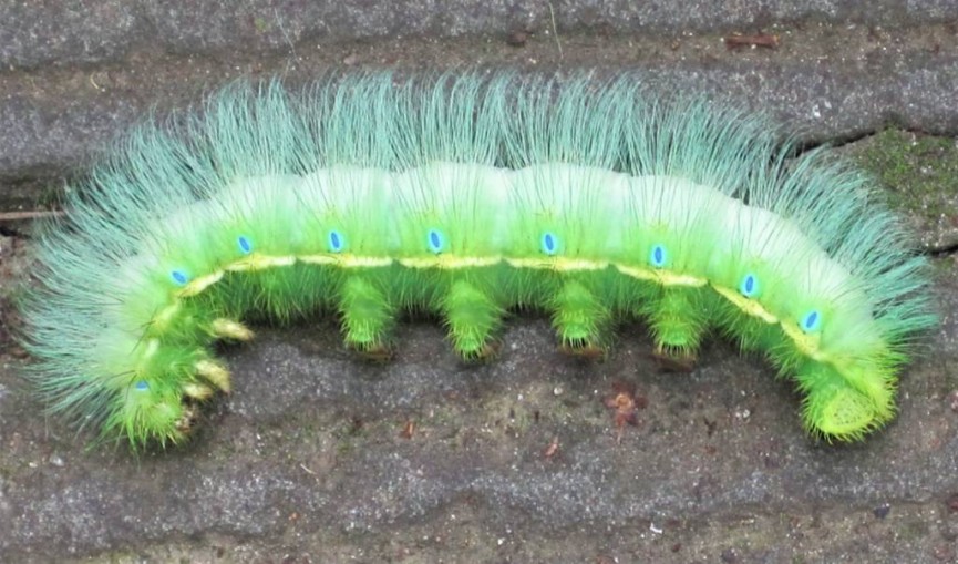 Spikey Caterpillar - Ann Roberts