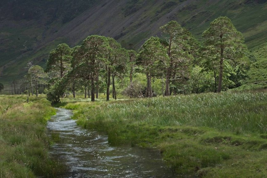 Simon Rahilly_Scots Pines at Buttermere
