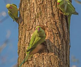 "Ring Necked Parakeets in Sefton Park" by Peter Tormey