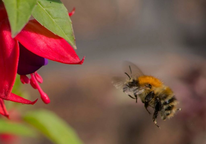 Bee heading for Fuchsia by Alan Cargill