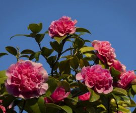 Camellia blossoms in March by Barbara Green