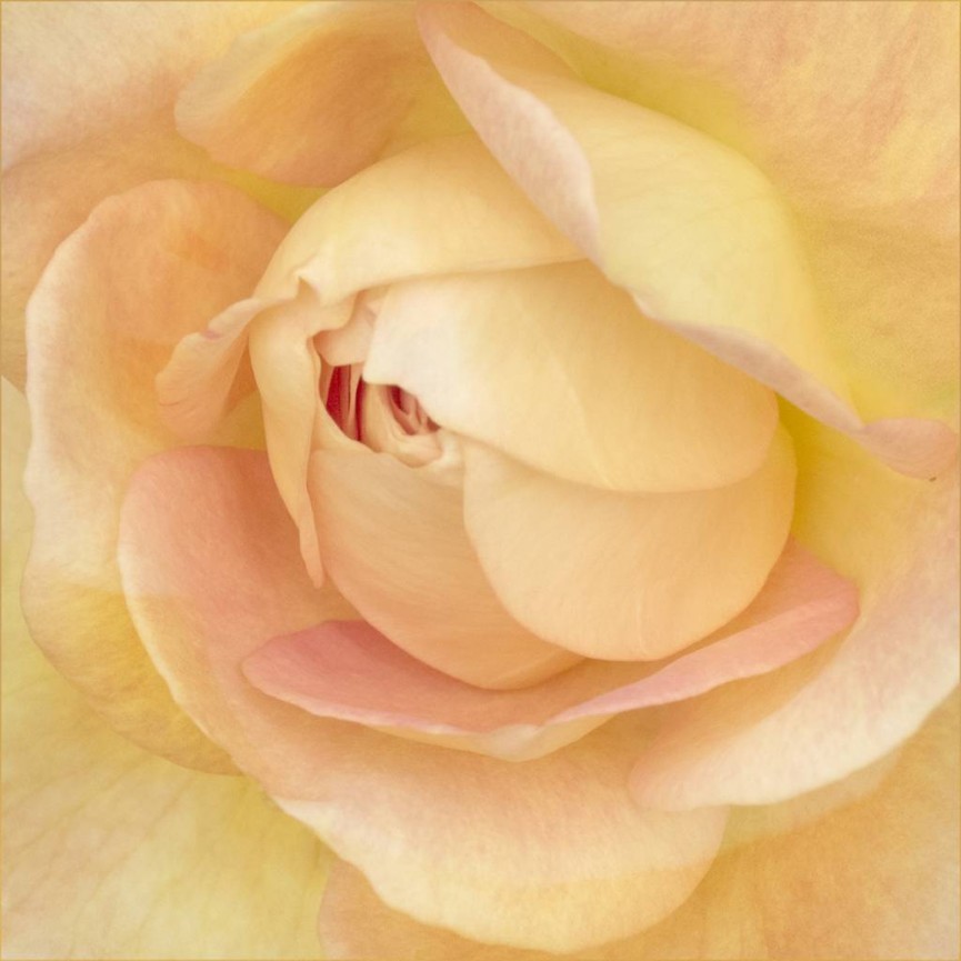 Commended - Rose petals by Barbara Green