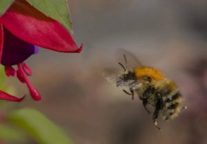 Bee heading for Fuchsia by Alan Cargill