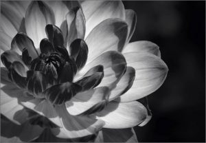 Commended - Dahlia Blossom by Barbara green