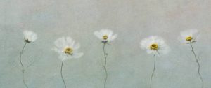 Commended - Cosmos by Christine Lowe LRPS