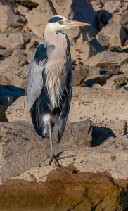 Commended - Grey Heron by Martin Reece ARPS