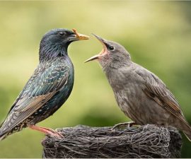 1st Place - Adult feeding juvenile starling by Christine Lowe LRPS