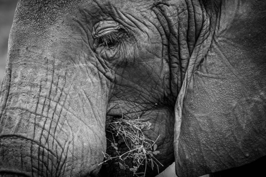 Commended - Elephant Eating, Tarangire National Park, Tanzania by Derek Gould