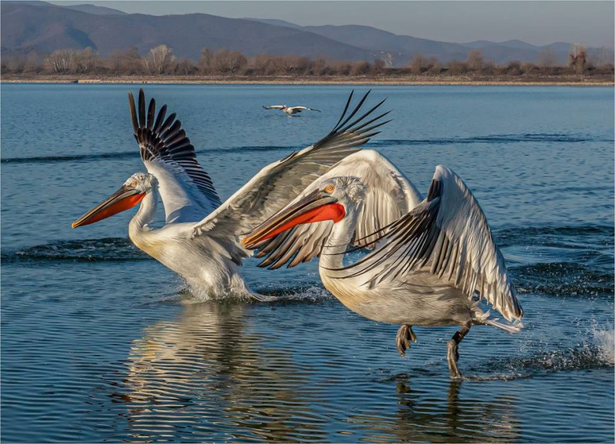1st place in the Nature section was awarded to 'Dalmatian Pelicans, Lake Kerkini' by Martin Reece