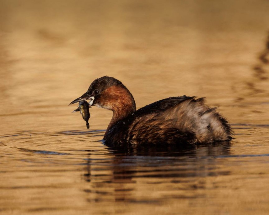 Second Place - Little Grebe with Fish by Sarah Bevan