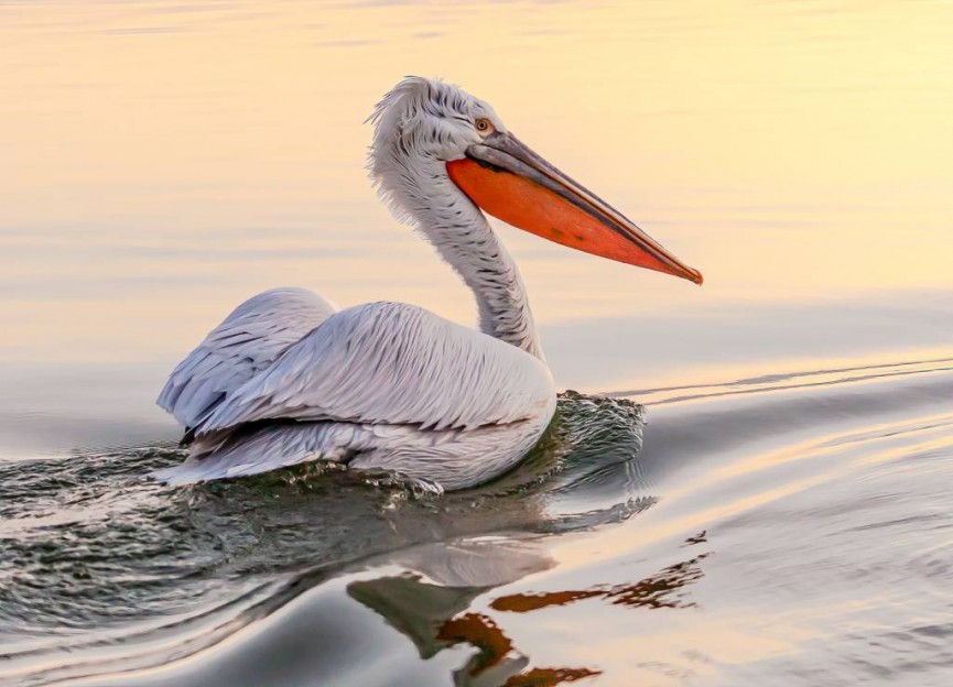 Third Place - Dalmatian Pelican at Sunrise, Lake Kerkini by Martin Reece