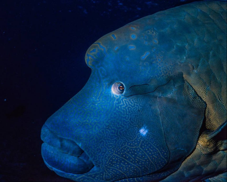 Commended - Napoleon Wrasse - Red Sea by Derek Gould