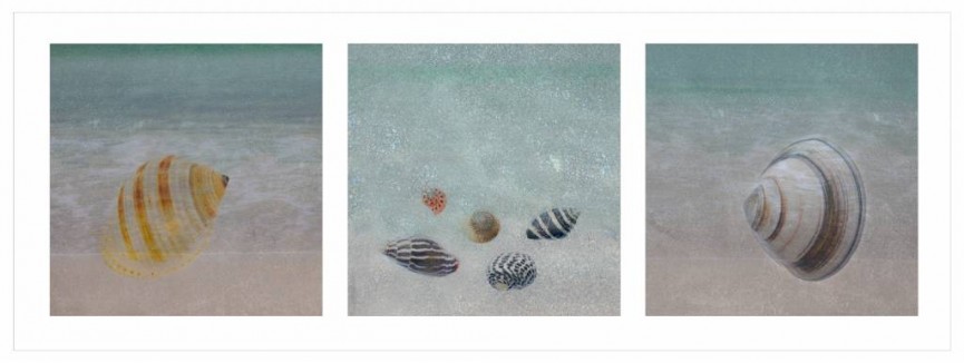 First Place - Sea Shells by Simon Rahilly