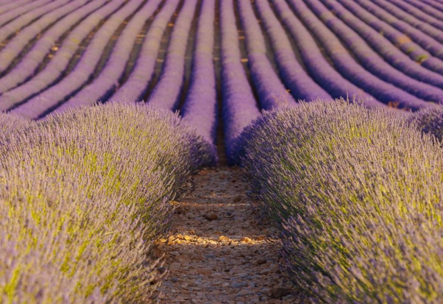 Commended - Lavender Field by Sarah Bevan