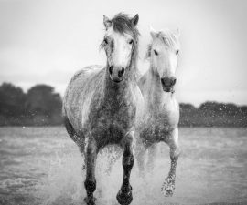 Camargue horses by Sarah Bevan