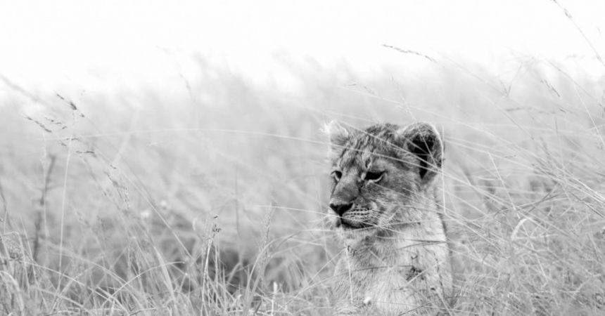 First place - Panthera leo cub in long grass by Sarah Bevan