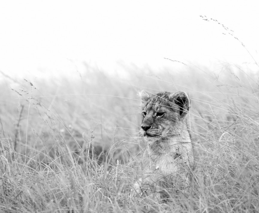 First place - Panthera leo cub in long grass by Sarah Bevan