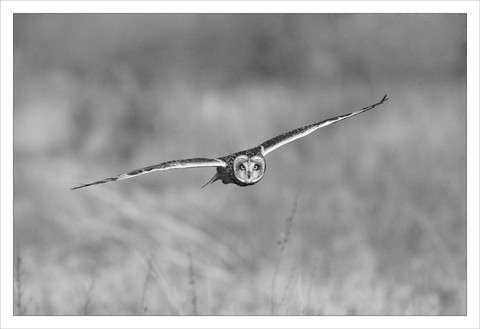 1st Place is 'Short Eared Owl Stare'