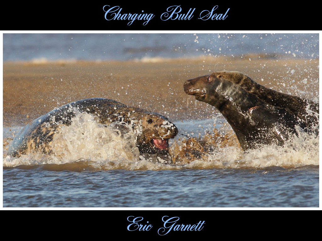 3rd Place goes to 'Charging Bull Seal' by Eric Garnett