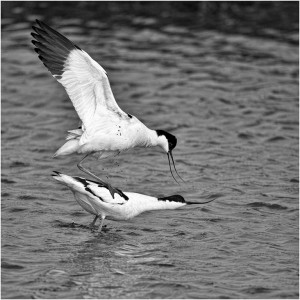 ‘Mating Avocets’ by Paul Matthews (Best Mono Natural History Image)