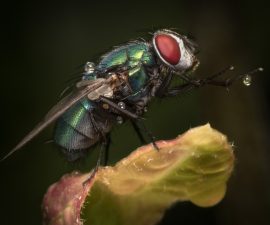 First Place Digital Colour and Best Overall Image of the Competition  "Blue Bottle Fly"  by Dave Harding CPAGB