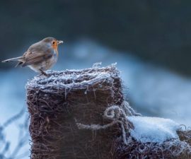 This little robin has been visiting us today, good to be able to get a photo or two without having to go out in the cold.