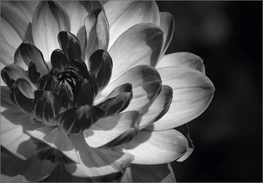 Dahlia blossom by Barbara Green - Highly Commended