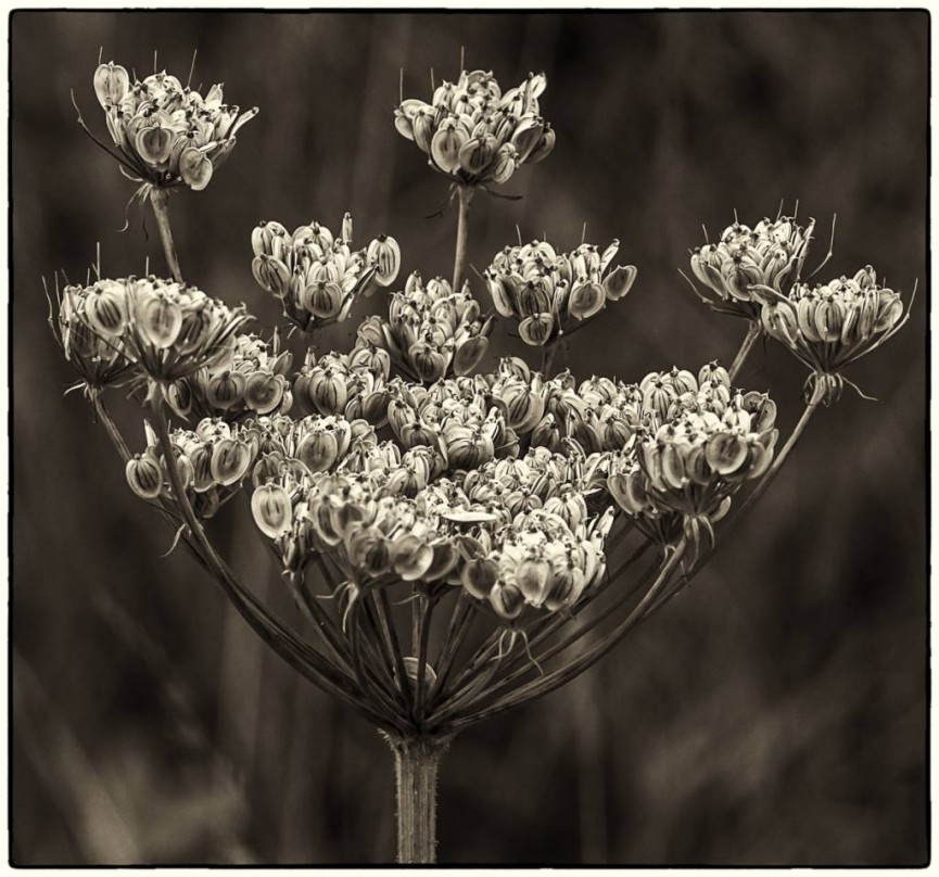 Umbellifer Panicles Sepia Toned by Martin Reece - Commended