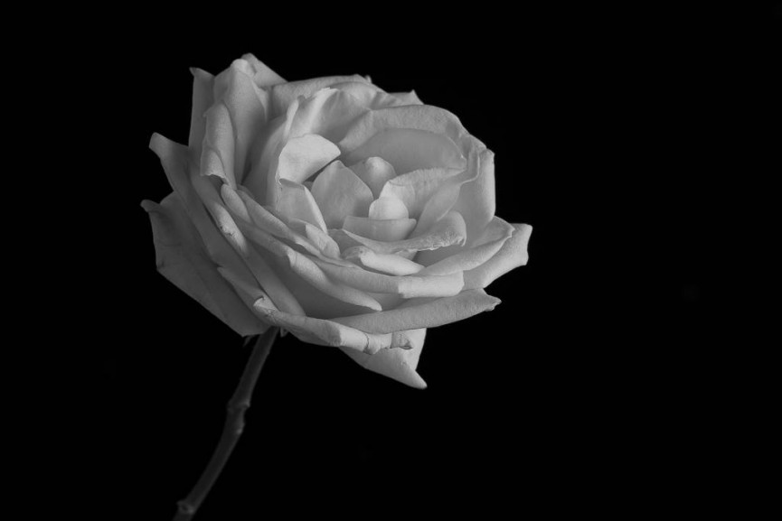 Rose by Sarah Bevan - Second Place