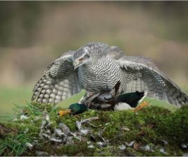 Goshawk Mantling a Mallard by Charles Connor, St. Helens
Overall winning image
