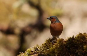 Commended - Chaffinch by Sarah Bevan