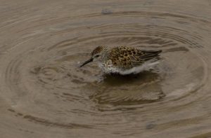 Highly Commended - Little Stint by Alan Cargill