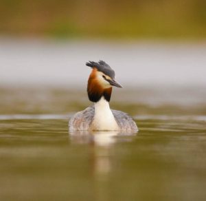 Great Crested Grebe  by Amy Ashley-Mather