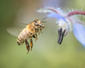 Bee in flight by Christine Lowe LRPS